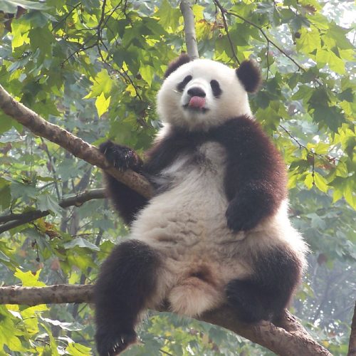 China Rundreise mit Freiwilligenarbeit bei den Pandabären