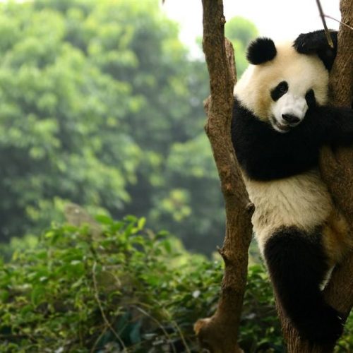 China Highlights mit Panda und Yunnan