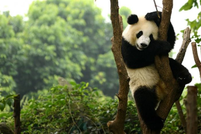 China Highlights mit Panda und Yunnan