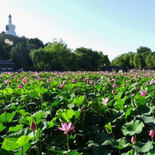 Shanghai Peking Reisen mit dem Hochgeschwindigkeitszug