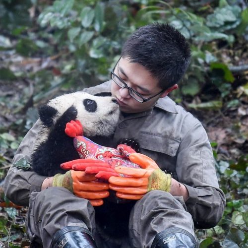 China Rundreisen mit Panda Pfleger Freiwilliger Program