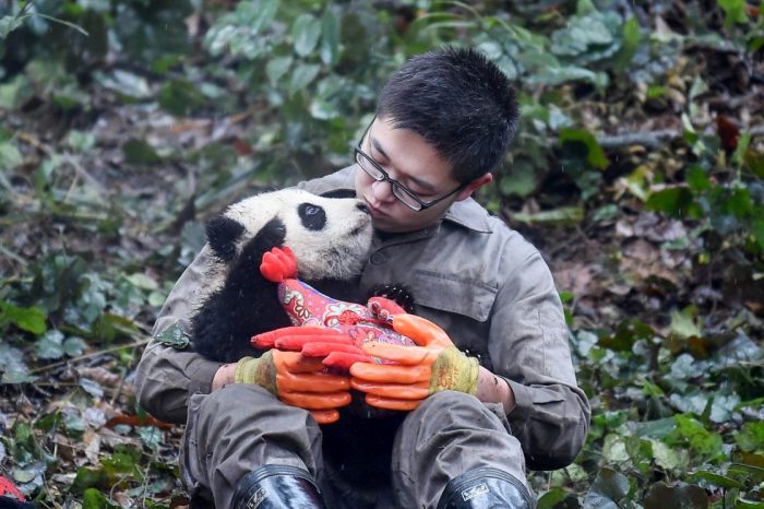 China Rundreisen mit Panda Pfleger Freiwilliger Program