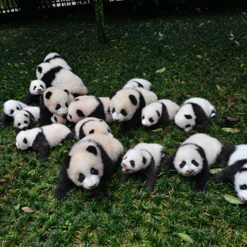 Große Pandas und Chengdu Stadtrundfahrt