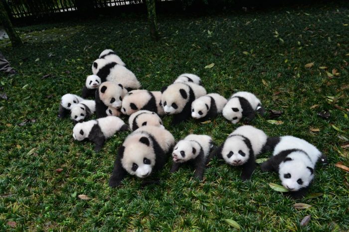 Große Pandas und Chengdu Stadtrundfahrt