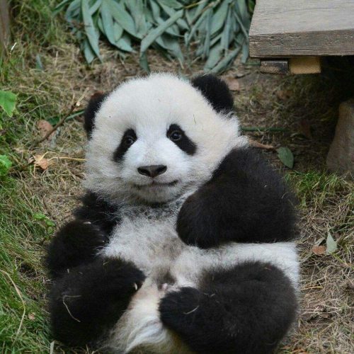 China Highlights und die Große Pandas