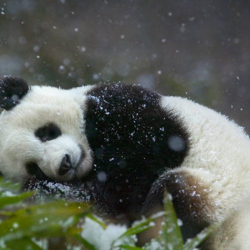 Der Große Panda und Der Große Buddha