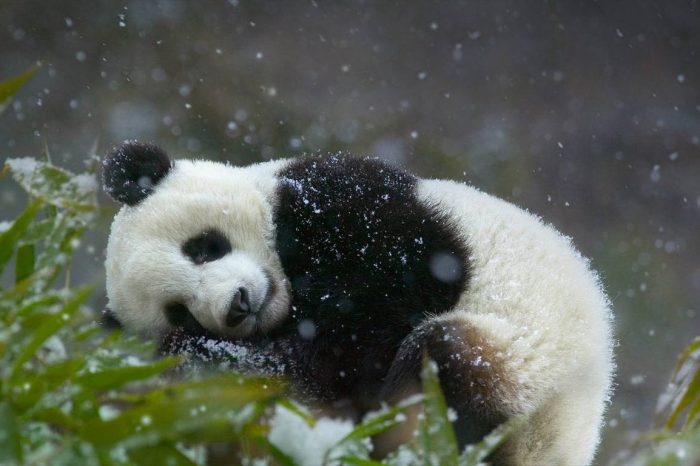 Der Große Panda und Der Große Buddha