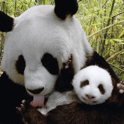 Ni Hao, Großer Panda!