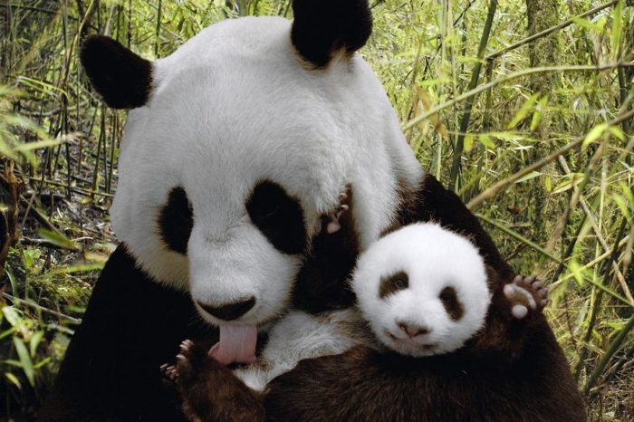 Ni Hao, Großer Panda!