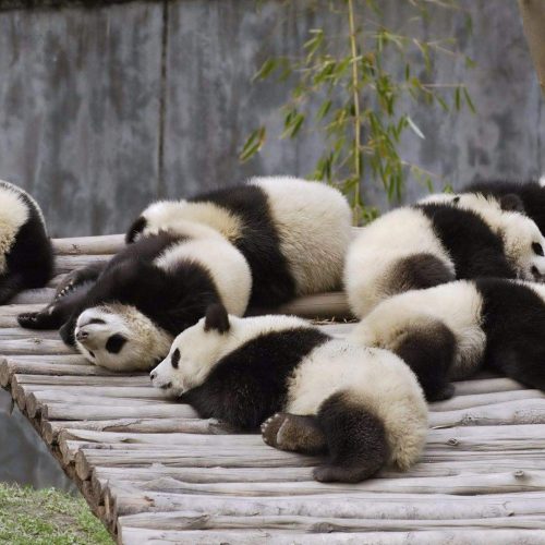 Panda halten und anfassen