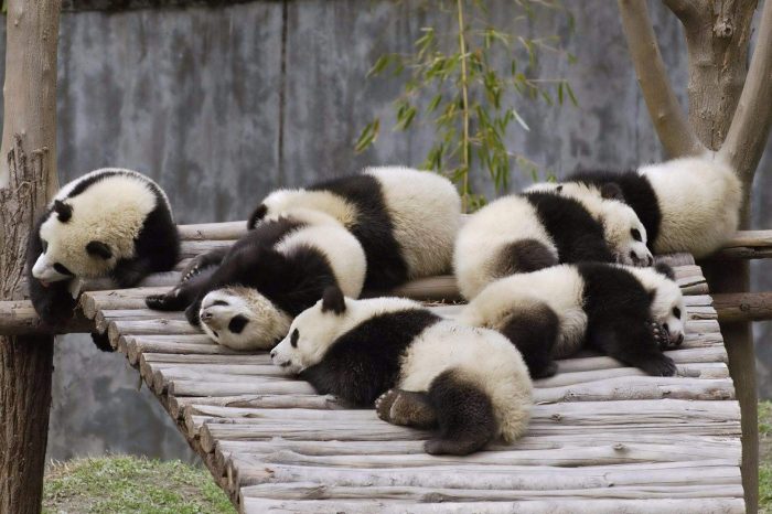 Panda halten und anfassen