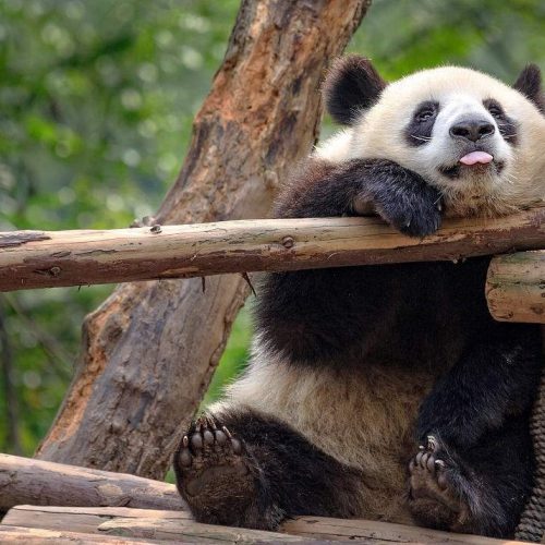 Panda Pfleger Freiwilliger Program in Wolong Gengda Panda Base