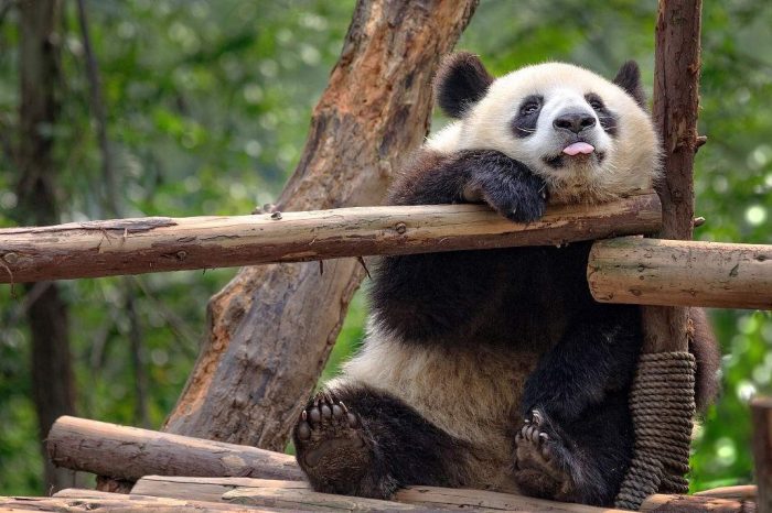 Panda Pfleger Freiwilliger Program in Wolong Gengda Panda Base