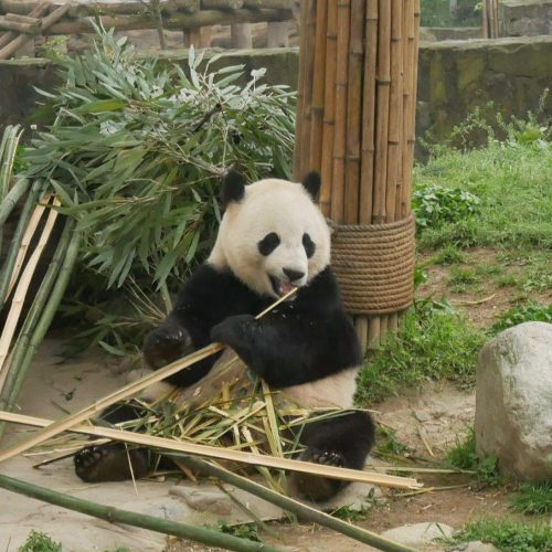 Die Große Pandas, Buddhistischer heiliger Berg, Schatzkammer der Steinbildhauerkunst, Yangtze Kreuzfahrt und klassische Suzhou-Garten