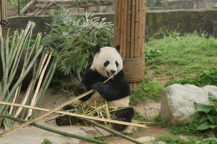 Die Große Pandas, Buddhistischer heiliger Berg, Schatzkammer der Steinbildhauerkunst, Yangtze Kreuzfahrt und klassische Suzhou-Garten