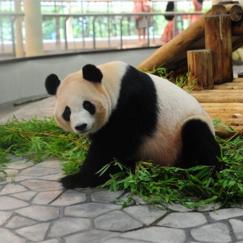 Der Große Panda und die alte chinesische Zivilisation