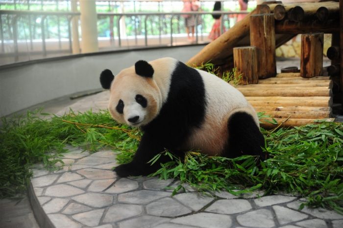 Der Große Panda und die alte chinesische Zivilisation