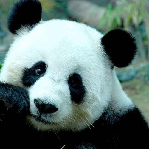 Große Pandas, Großer Buddha und der heilige buddhistische Berg