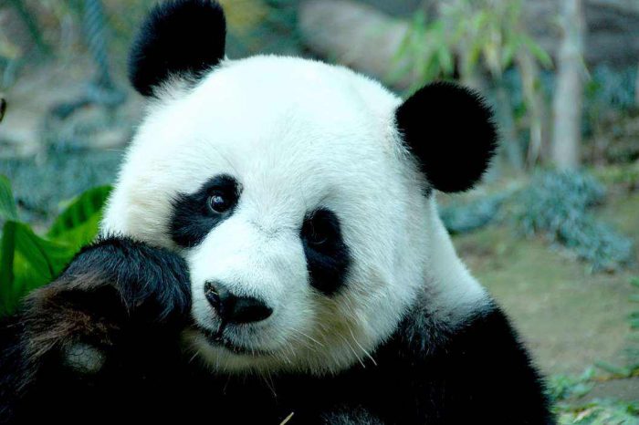 Große Pandas, Großer Buddha und der heilige buddhistische Berg