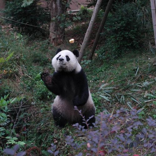 Der Große Panda und Lhasa
