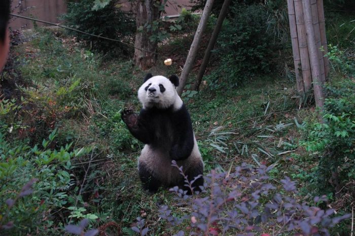 Der Große Panda und Lhasa