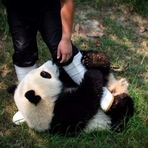 Panda Pfleger Freiwilliger Program in Bifengxia Panda Base