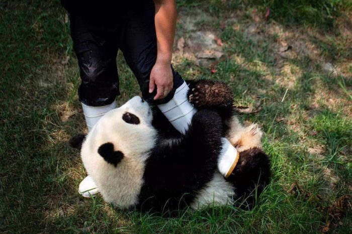 Panda Pfleger Freiwilliger Program in Bifengxia Panda Base