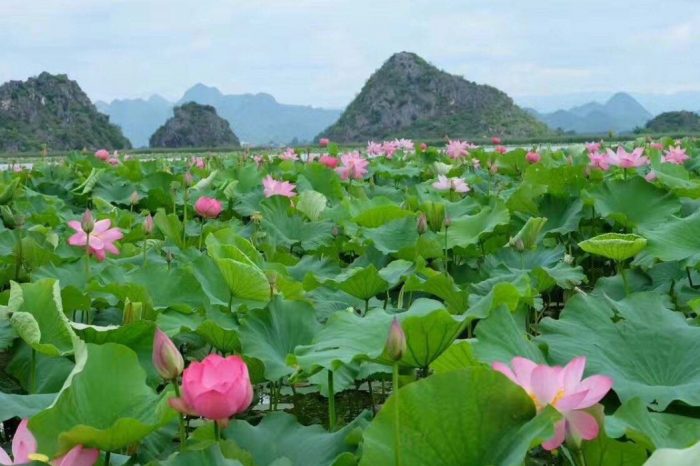 5 Tage Puzhehei Lotos Blumen & Bamei Utopia Tour mit Kunming