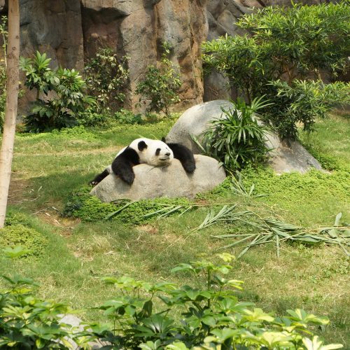 1 Tag Panda Freiwilligen Tour