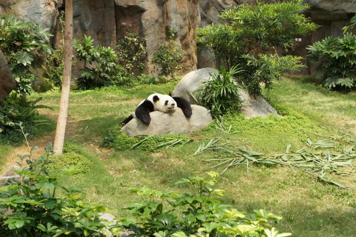 1 Tag Panda Freiwilligen Tour