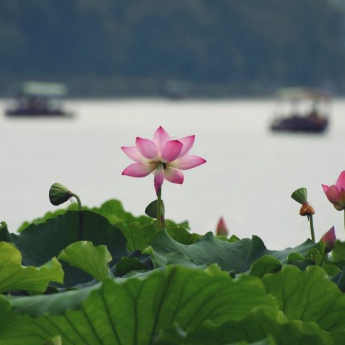 2 Tage entspannende Hangzhou Tour mit Westsee Besichtigung