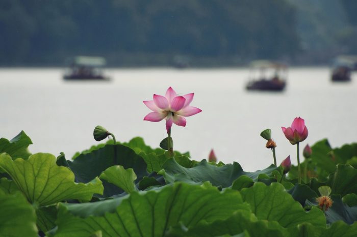 2 Tage entspannende Hangzhou Tour mit Westsee Besichtigung