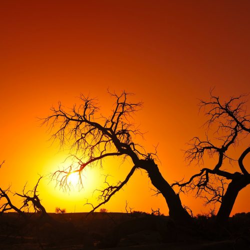 6 Tage EjinaQi – Zhangye Fototour