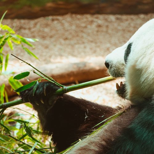 4 Tage Dujiangyan Panda Tour mit Chengdu