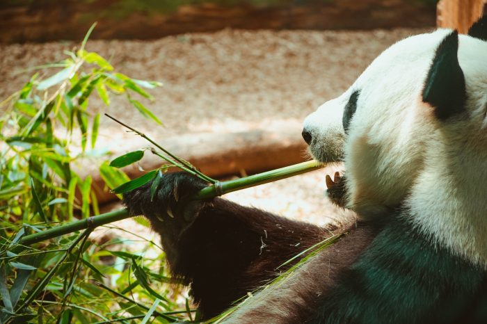 4 Tage Dujiangyan Panda Tour mit Chengdu