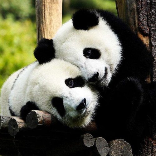 3 Tage Chongqing & Chengdu Highlights Tour