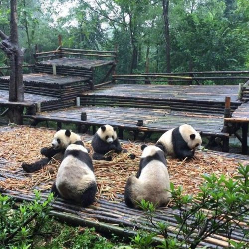 5 Tage klassische Berg Emei & Panda Tour