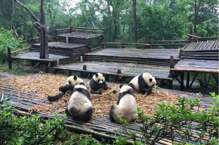 5 Tage klassische Berg Emei & Panda Tour