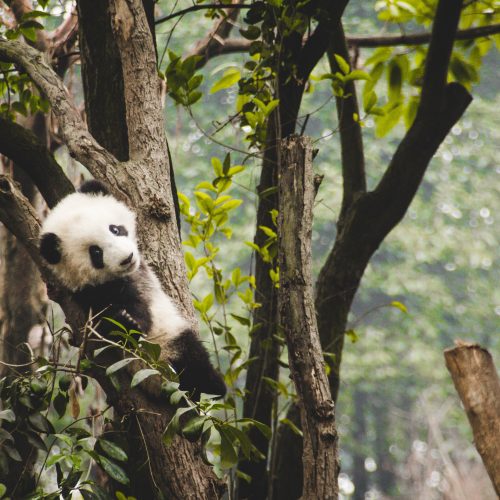 2 Tage Chengdu & Panda Volunteer Tour