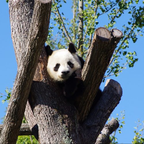 1 Tag Chengdu Panda Tour