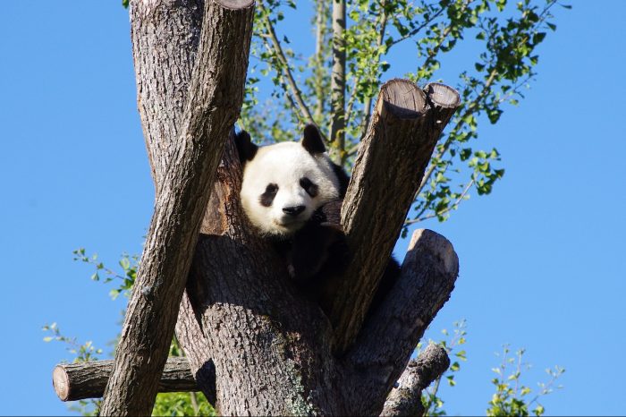 1 Tag Chengdu Panda Tour