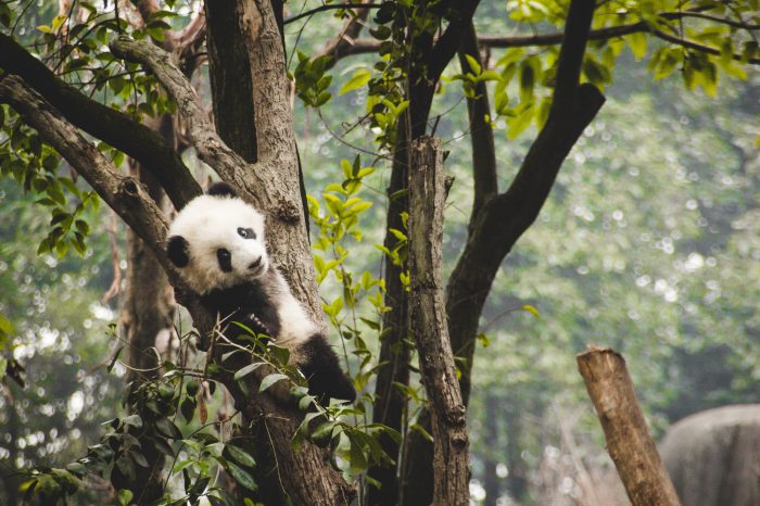 2 Tage Chengdu & Panda Volunteer Tour