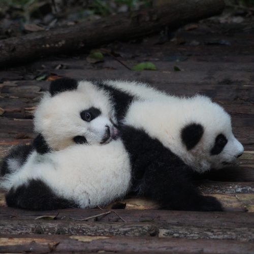 3 Tage Chengdu Städtereise mit Panda Freiwilligenarbeit