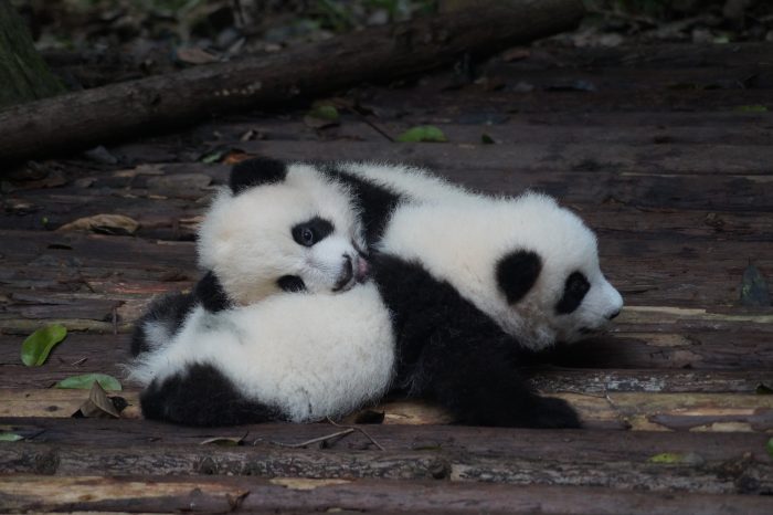 3 Tage Chengdu Städtereise mit Panda Freiwilligenarbeit
