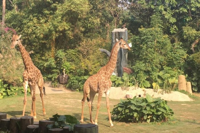 Eintägige Familientour zum Chimelong Safari Park