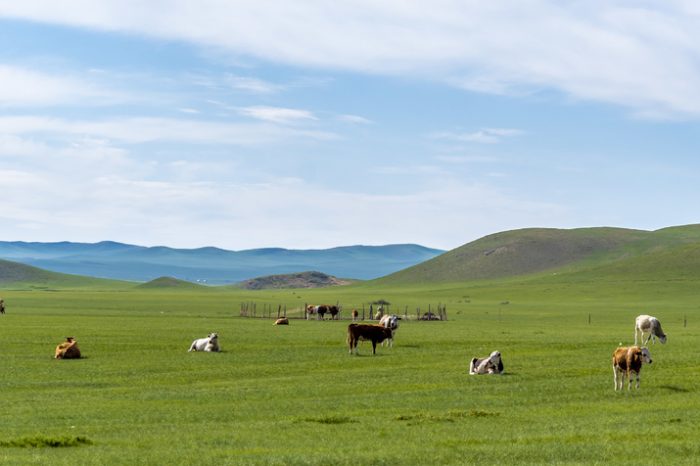 5 Tage Innere Mongolei Klassische Tour