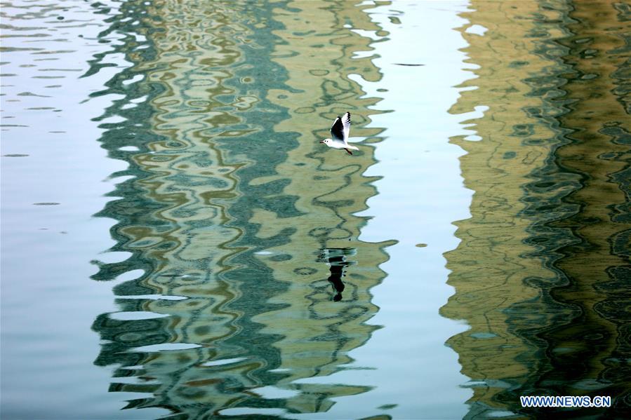 Vögel im Gebiet der drei Schluchten des Gelben Flusses