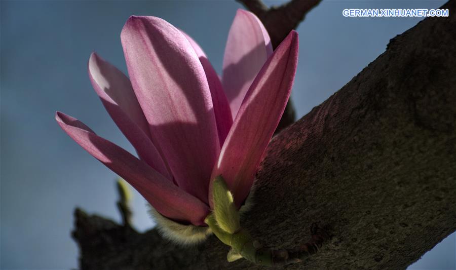 Tulpen-Magnolie steht in voller Blüte