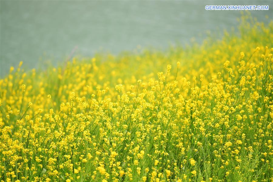 Cole-Blumen-Feldern in Gansu