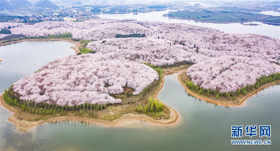 Kirschblüten im Frühjahr in Guizhou
